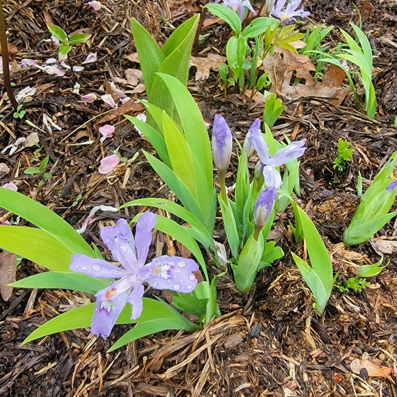 Meet your Posher, Trish - Picture 11 of 13